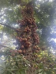 Canon ball tree.