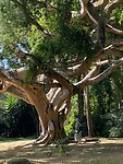 Boom arboretum