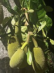 Jackfruit