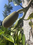 Jackfruit jong en ouder.