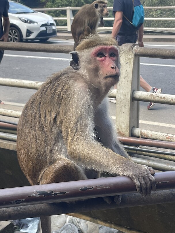 Mama makake.
