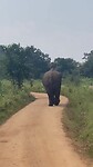 Indische olifanten bull.