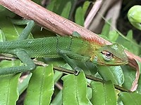 Green forest lizard