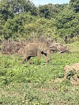 Olifant