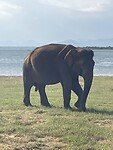 Olifant