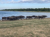 Waterbuffels