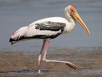 Painted stork of Indische nimmerzat