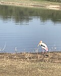 Painted stork
