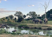Waterbuffels en olifanten