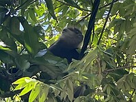 Purple face langur.