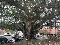 Giant tree.