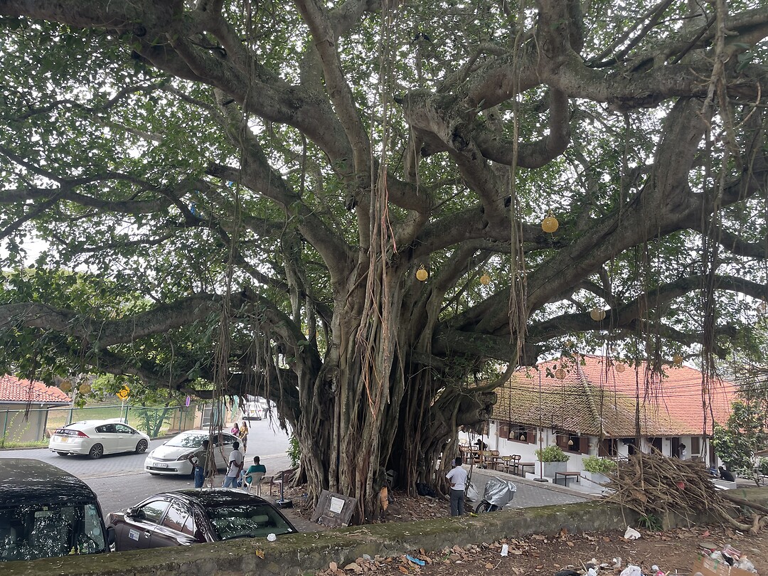 Giant tree.