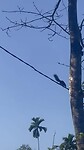 Giant squirrel op kabel