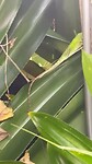 Green forest lizard bij strand