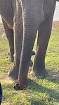 Olifant eet