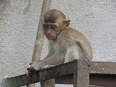 Baby aapje bij de Batu Caves