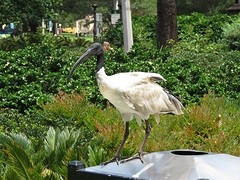 Australische witte Ibis