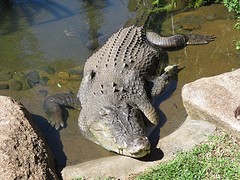 Deze zoutwatercroc Argo was frank z'n favoriet