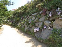 Overal zie je bloemen, prachtig zoals deze muur erbij staat.