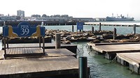 Zeeleeuwen bij Pier 39