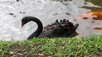 En de vijver heeft twee zwarte zwanen.
