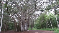 Banyan boom