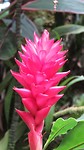 Prachtige kleuren waaronder deze Heliconia