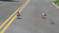 twee Nēnē's wandelen vrolijk op de weg. Geen haast......