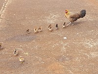 Deze kip heeft 10 kuikentjes, zo wordt dit eiland wel heel snel overgenomen door kippen