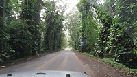 Tree Tunnel to Old Koloa