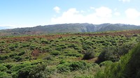 Lana'i