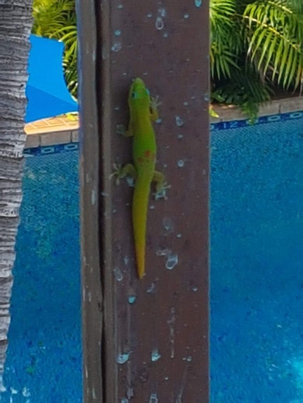 Dit prachtige beestje lipe op ons balkon