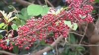 De pepperbes, die groeit hier overal in het wild