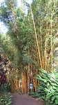 Bomboo Alley in the Garden of Eden