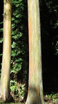 De regenboog-eucalyptus
