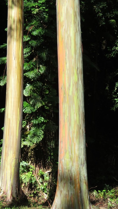 De regenboog-eucalyptus