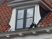 Paparazzospook, de stiekemerd.......