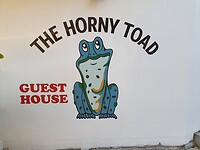 Deze geile kikker (horny toad) wijst je de weg naar je appartement