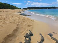 Baie Rouge Beach