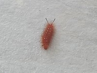 Ze lopen over het hele terras en op je stoelen en tafel.