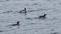 Ik kan de naam niet vinden van deze vogeltjes maar als ze gaan vliegen zien ze eruit als pinguïns