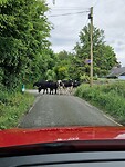 Staan er ineens jonge stieren op de weg. Ze wilde ons eerst niet doorlaten