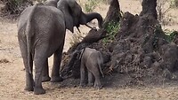 Tarangire National Park