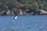 Orka voor de kust van America