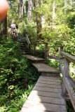 The Rain Forrest tussen Tofino en Ucuelet