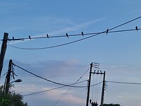 Echt vlak naar ons terrasje strijken in de vooravond zwaluwen neer