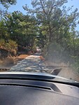 Veel Dennenbomen op Chios