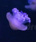 Meduza (kwal)