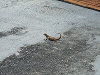 De tuin is een Oase voor deze diertjes. Overal zie je ze.
