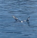 Een luie zeehond